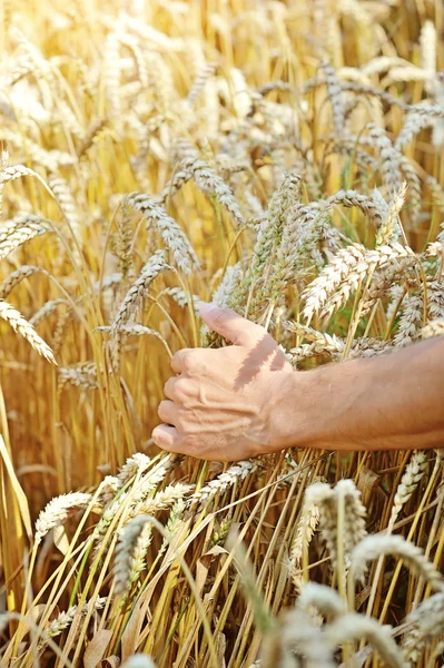 Farmář v poli dotýká uši pšenice — Stock fotografie