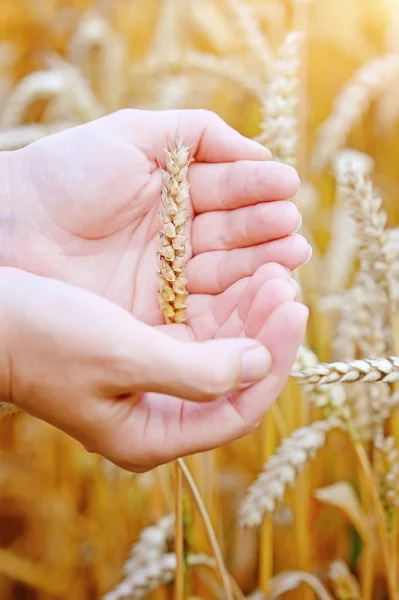 Woman hands with ear of wheat. Close-up — Stock Photo, Image