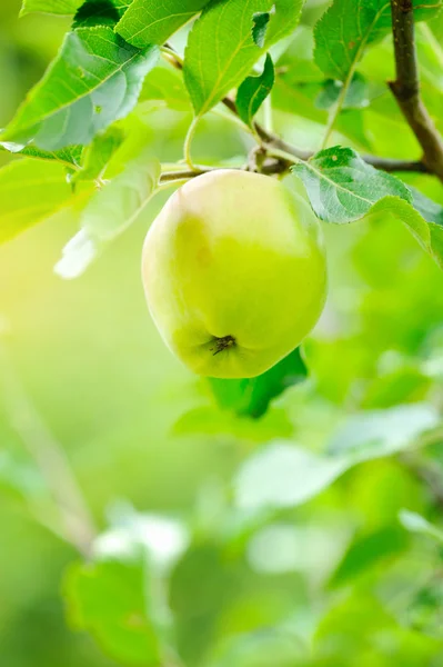 Maturare mela verde che cresce su albero — Foto Stock