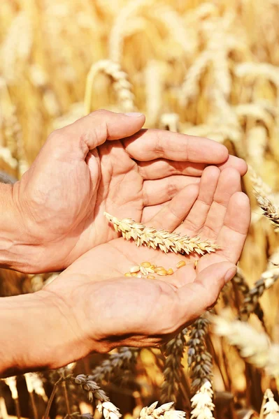 Reife goldene Weizenähren in der Hand des Bauern — Stockfoto