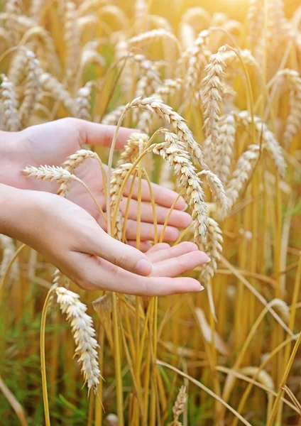 Woman hands with ears of wheat. Close-up Stock Photo