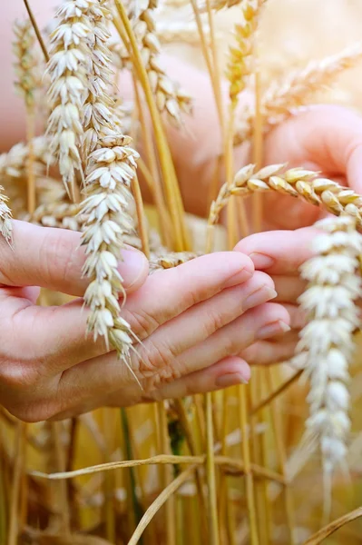 Woman hands with ears of wheat. Close-up Stock Photo