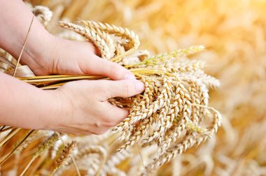 vrouw handen met oren van tarwe. Close-up
