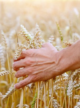 buğday kulakları dokunmadan alanında çiftçi