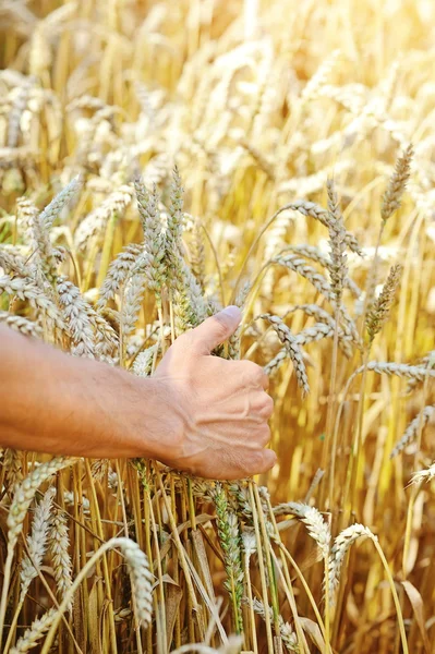 Farmer in campo toccando le sue spighe di grano — Foto Stock