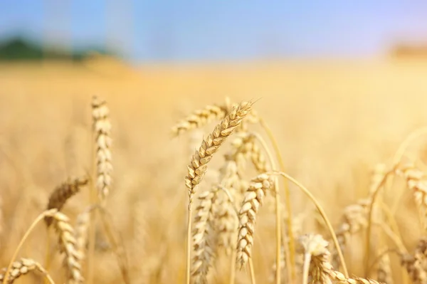 Campo di grano contro un cielo blu — Foto Stock