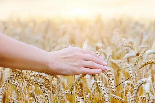 Mulher mão passando e tocando trigo - close-up — Fotografia de Stock