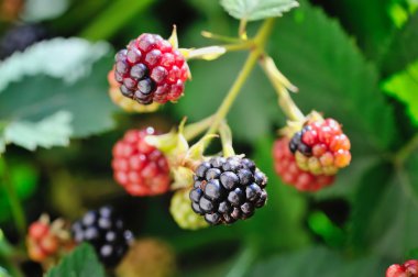 Bir bahçede büyüyen taze böğürtlen. Yakın çekim