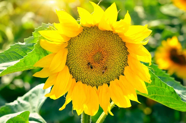 Jasné žluté slunečnice a slunce. Slunečnicová pole — Stock fotografie
