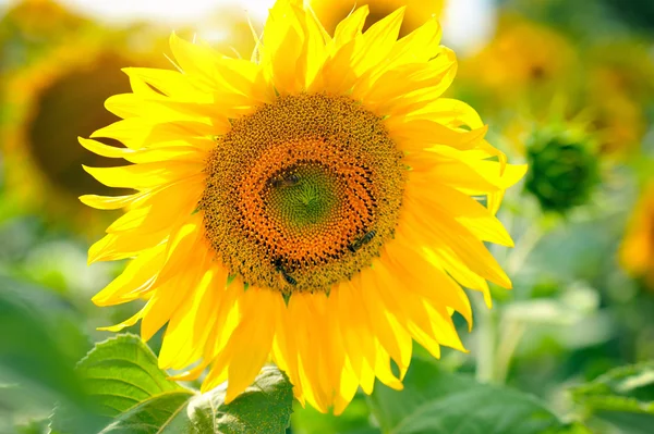 Girassóis amarelos brilhantes e sol. Campo de girassol — Fotografia de Stock