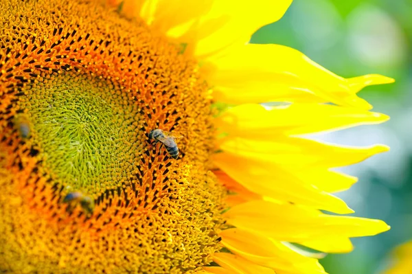 Подсолнух в солнечном свете крупным планом с пчелой — стоковое фото