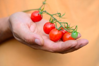 Bir el çiftçi taze kiraz domates (kiraz domates Şubesi)