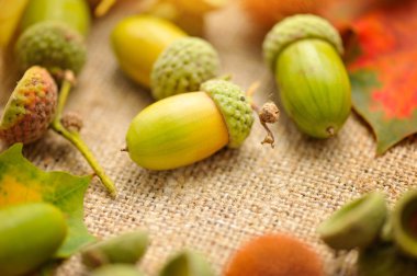 Meşe palamudu Sivas'tan sonbahar yaprakları ile