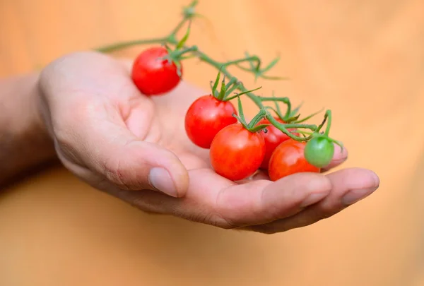 Färska körsbärstomater (gren av körsbärstomater) i en hand bonde — Stockfoto