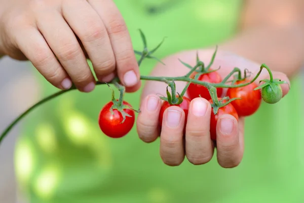 Fresh cherry tomatoes (branch of cherry tomatoes) in children's hands — Stock Photo, Image