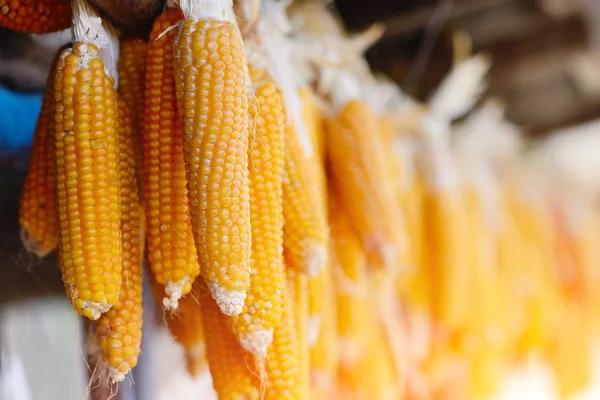 Yellow corn cobs dried. Harvested corn — Stock Photo, Image