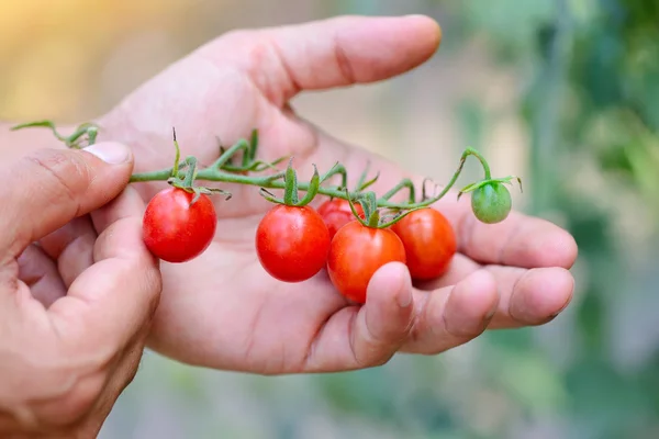 Farmer showing organic cherry tomatoes. Healthy food concept — Stock Photo, Image