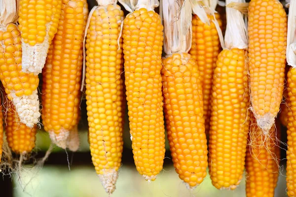 Yellow corn cobs dried. Harvested corn — Stock Photo, Image