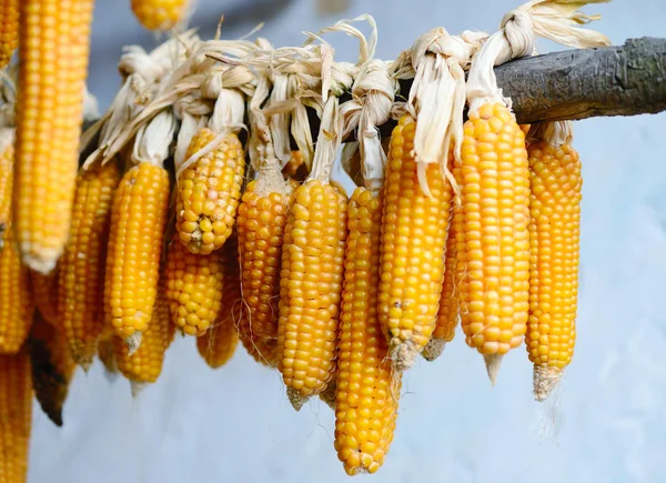 Yellow corn cobs dried. Harvested corn — Stock Photo, Image