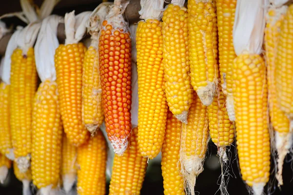 Yellow corn cobs dried. Harvested corn — Stock Photo, Image