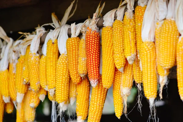 Yellow corn cobs dried. Harvested corn — Stock Photo, Image