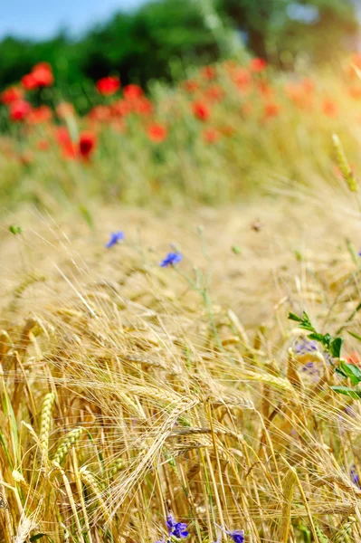 Ячмень, золотое пшеничное поле, при утреннем свете — стоковое фото