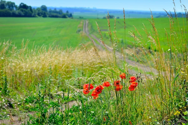 Paysage estival avec des coquelicots rouges au premier plan — Photo