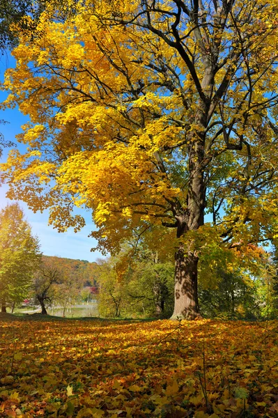 Piękny krajobraz jesień z kolorowych drzew. Słoneczny dzień — Zdjęcie stockowe