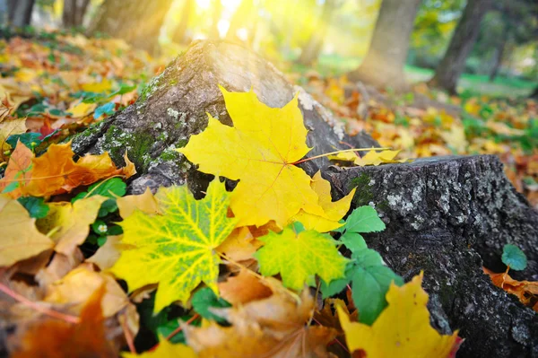 Hojas coloridas de otoño en un tocón en un bosque a la luz del sol — Foto de Stock