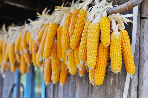 Yellow corn cobs dried. Harvested corn