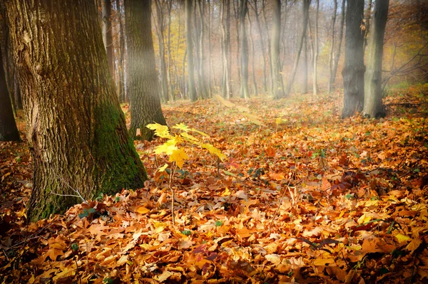 Mgliste rano w lesie jesienią z opadłych liści — Zdjęcie stockowe