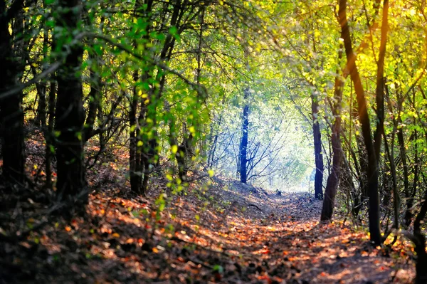 Прекрасний день в осінньому лісі з сонячними променями — стокове фото