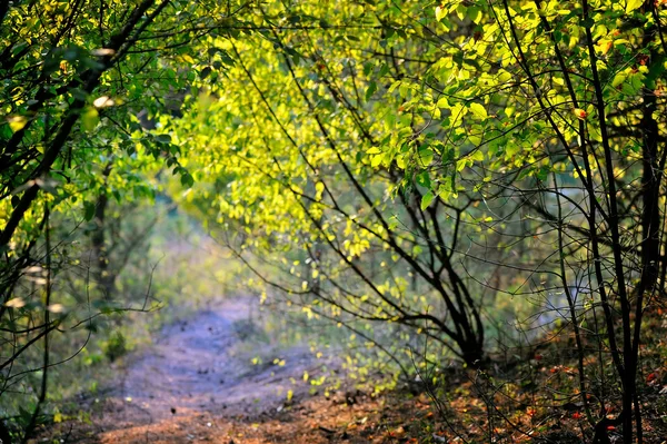 Belo dia na floresta de outono com raios de sol — Fotografia de Stock