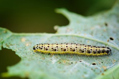 Pieris brassicae caterpillar haşere yaprak yemek. Sığ derinlik-in tarla, caterpillar odaklanmak