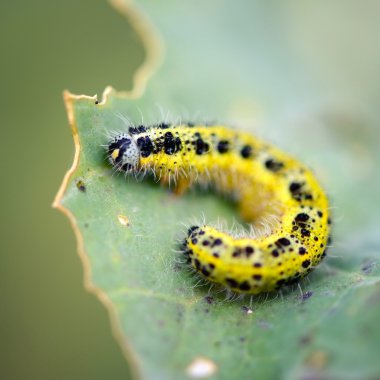 Pieris brassicae caterpillar haşere yaprak yemek. Sığ derinlik-in tarla
