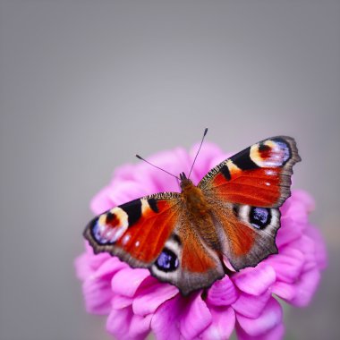 Peacock Butterfly (Inachis io) on a pink flower zinnias on a neutral background with space for text clipart