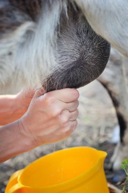 Milking goats. Hands that milked closeup clipart