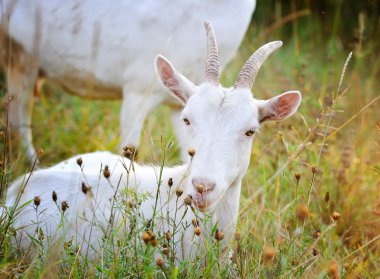 Beyaz Keçi arazide portresi