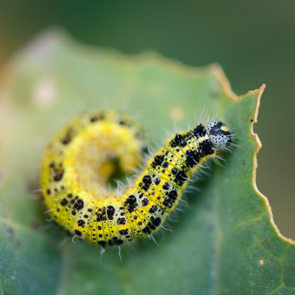 Pieris brassiscae caterpillar pest eating leaf. Мелкая глубина резкости, фокус на гусенице
