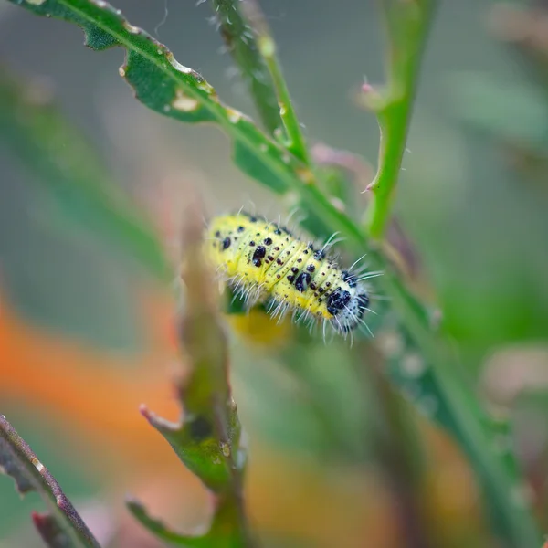 Pieris brassiscae caterpillar pest eating leaf. Мелкая глубина резкости, фокус на гусенице — стоковое фото