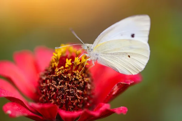 Πιερής brassicae πεταλούδα σε ένα κόκκινο λουλούδι zinnias — Φωτογραφία Αρχείου