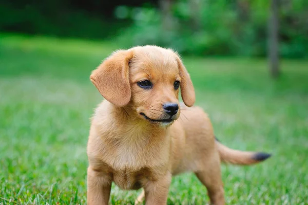 Komik küçük Kızıl saçlı puppie yeşil çimenlerin üzerinde — Stok fotoğraf