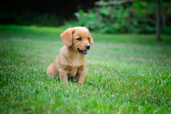 Забавный маленький рыжий щенок на зеленой траве — стоковое фото