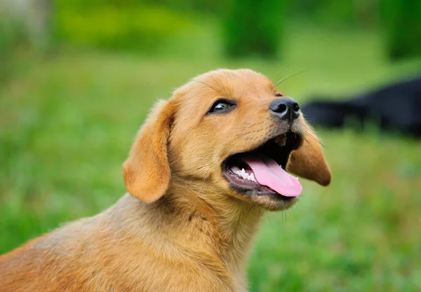Смешная маленькая красная собачка на улице — стоковое фото