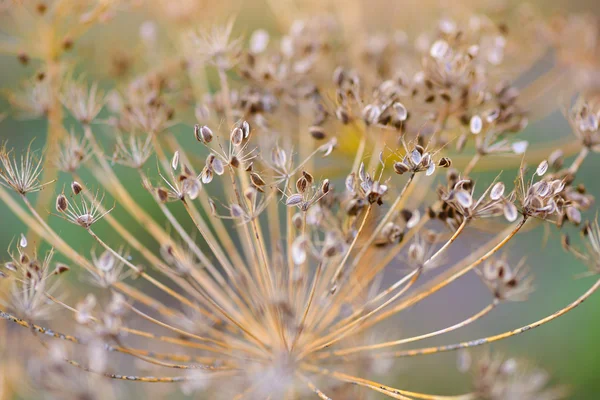 Ripe fennel seeds as a background. Close-up — Stock Photo, Image