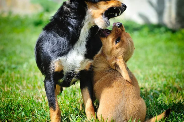 Lustiger kleiner rothaariger Welpe spielte mit seiner Mutter — Stockfoto