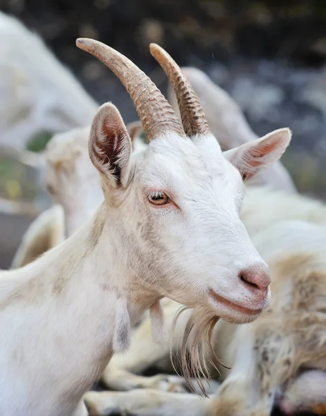 Portret van een geit, close-up buiten op een binnenplaats van de boerderij — Stockfoto