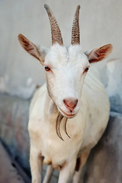 Portret van een geit, close-up buiten op een binnenplaats van de boerderij — Stockfoto