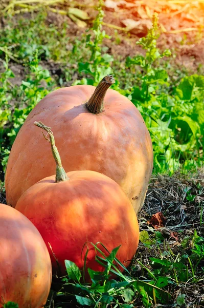 秋のフィールドで熟したオレンジ色のカボチャ — ストック写真