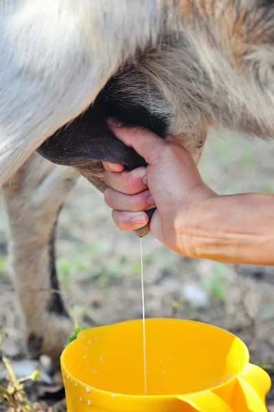 Kvinnliga jordbrukare mjölkning en av hennes getter närbild — Stockfoto